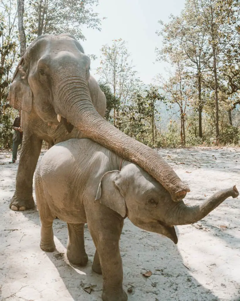 khao sok national park elephant sanctuary