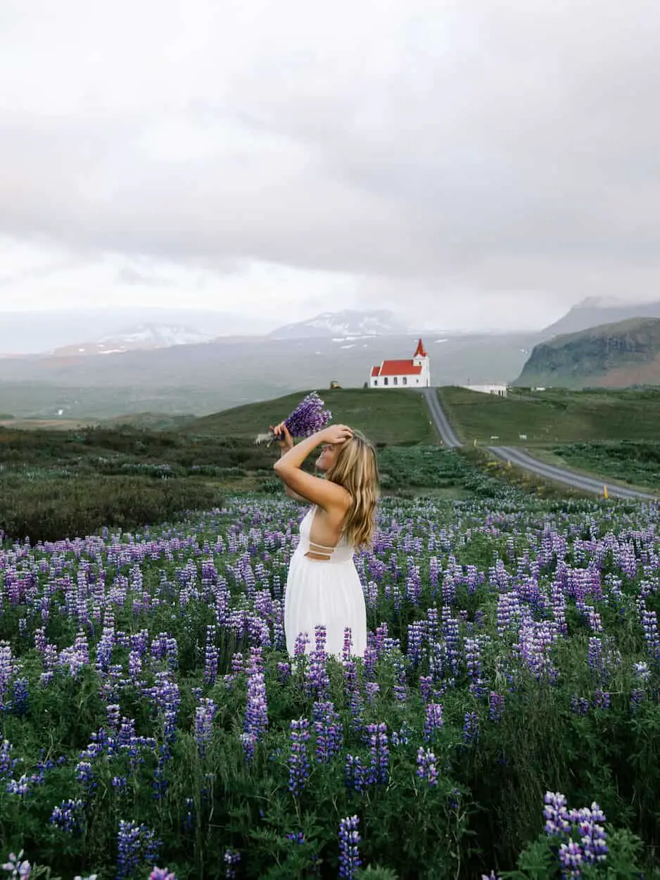 field of flowers in front of church in one week in Iceland