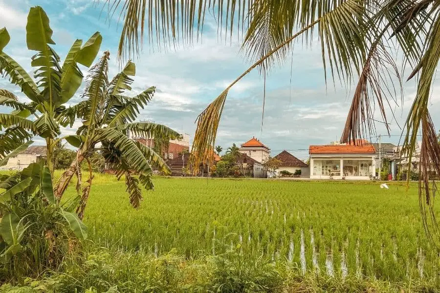 rice fields in Canggu Bali