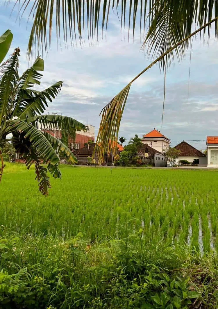 How To Visit The Rice Fields In Canggu, Bali (2024)
